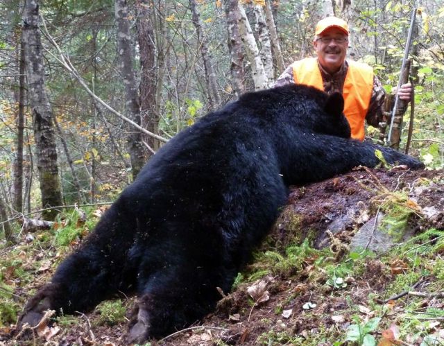 Manitoba Bear