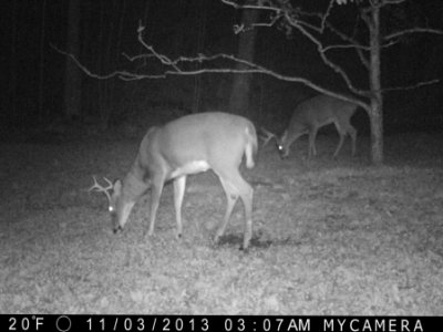 deer at night